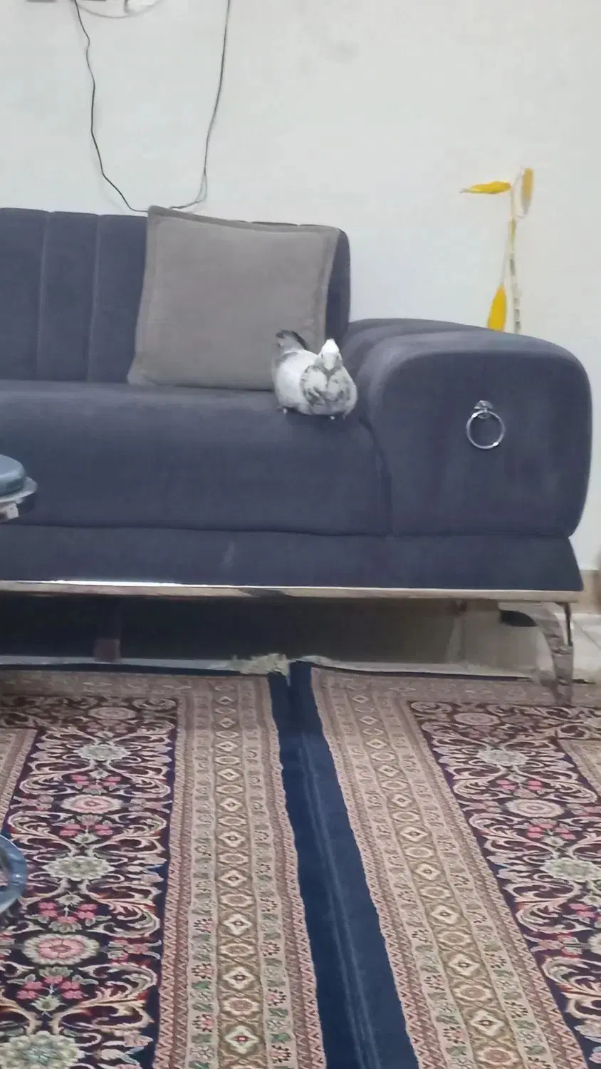 رهن و اجاره منزل وسکونی ویلایی