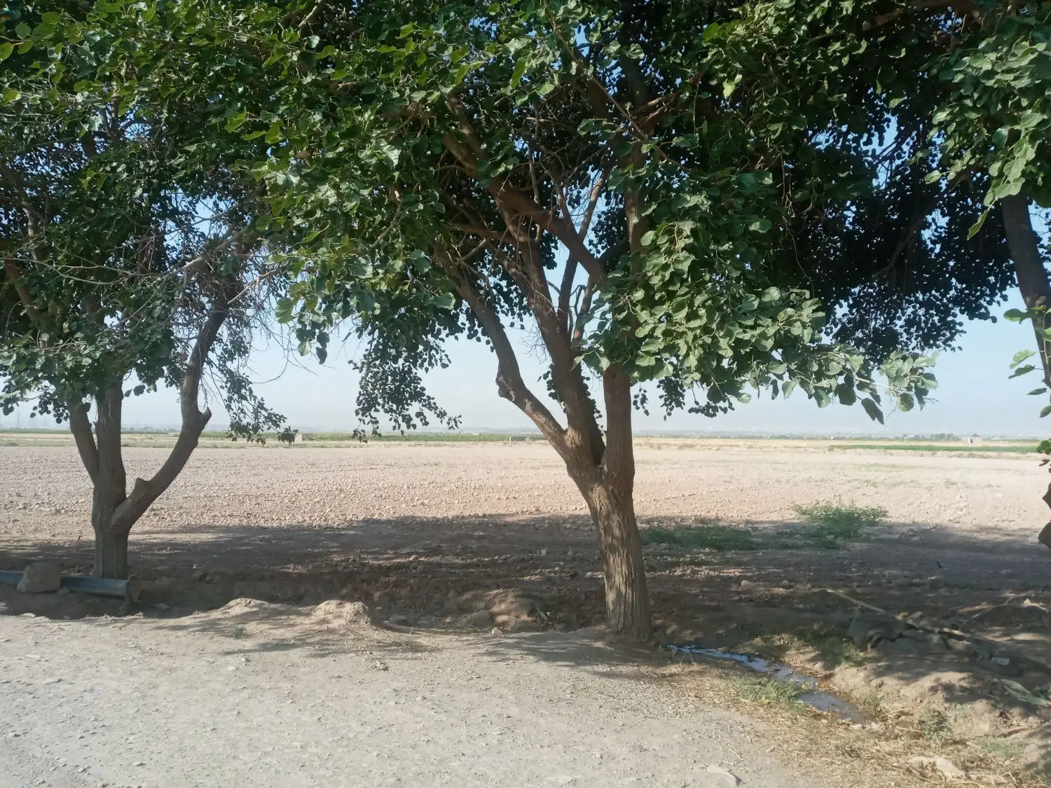 زمین آماده برای زعفران شراکت روستای نوچاه