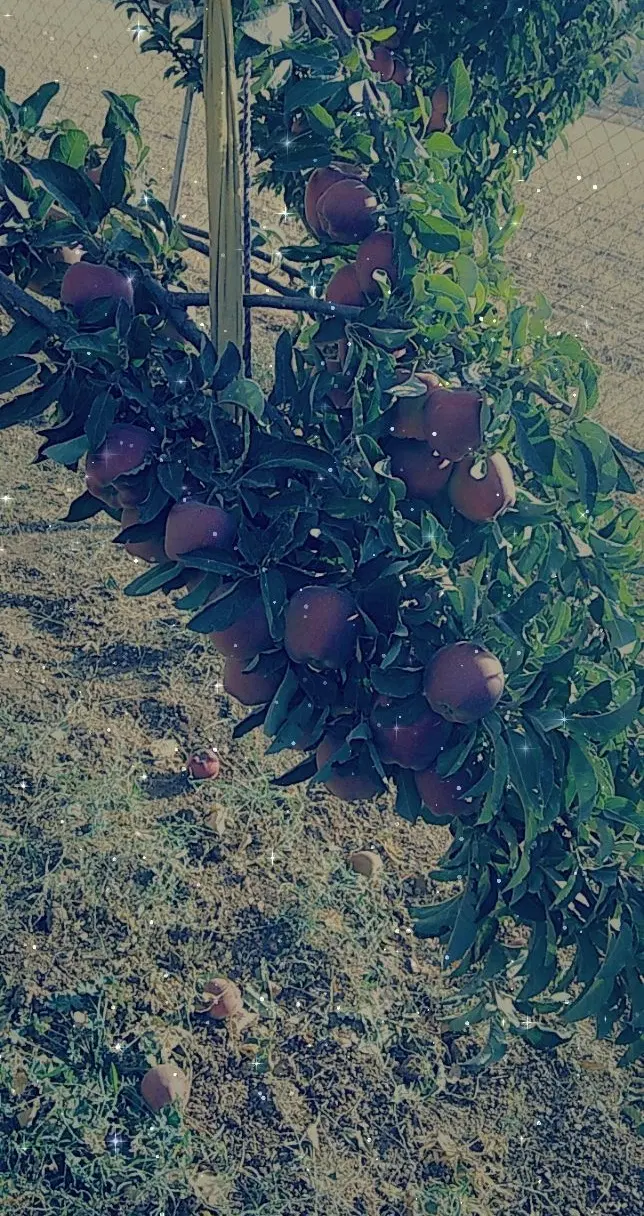 زمین فروشی در سوسن آباد