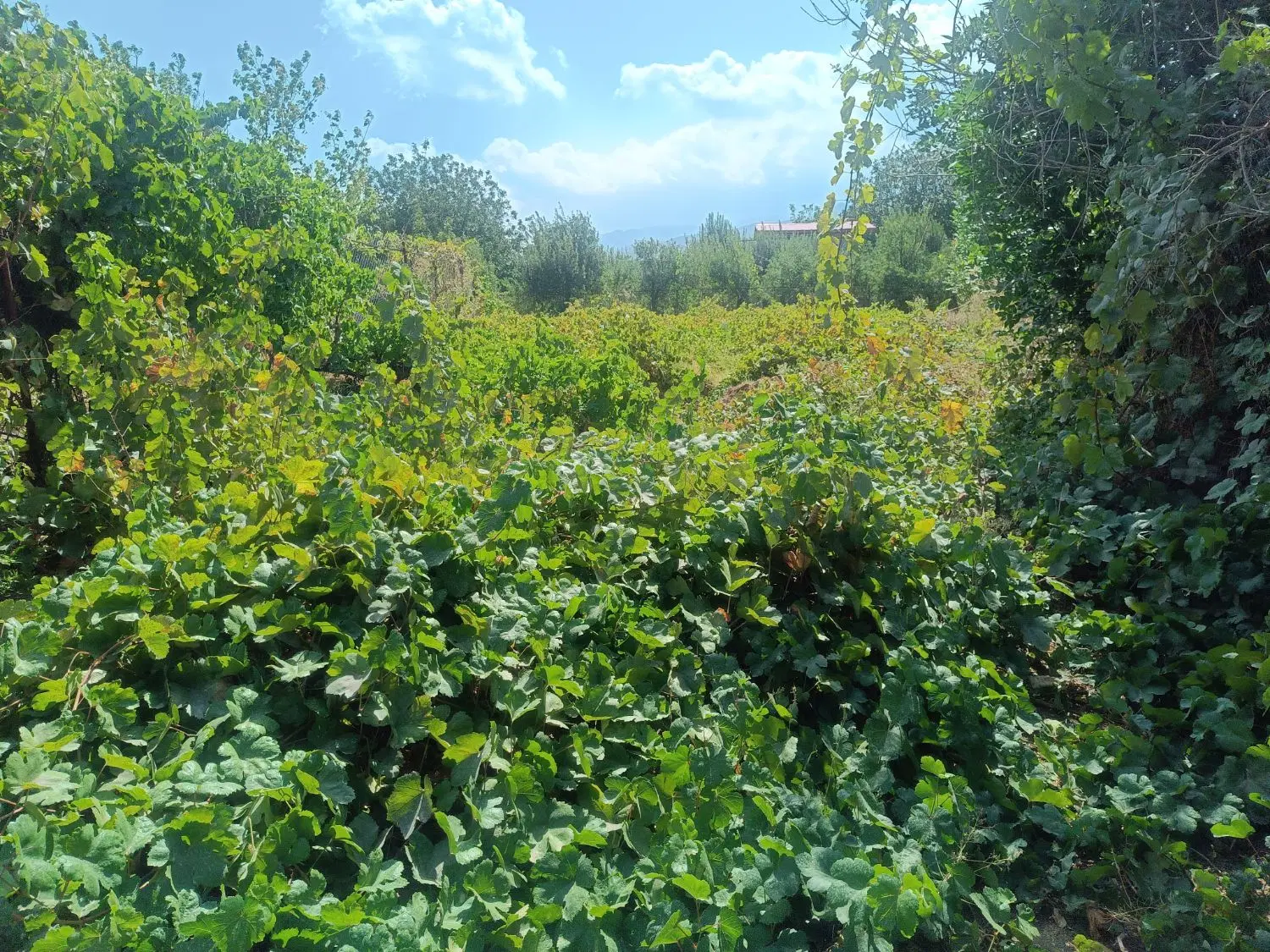 یک قطعه باغ انگور باچشم اندازی زیبا