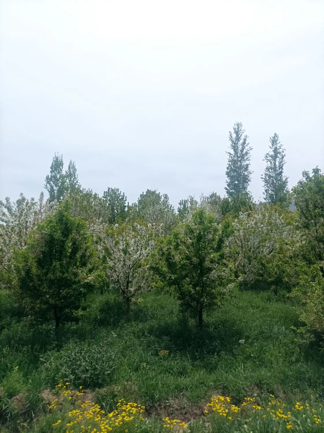 زمین در ناصر آباد
