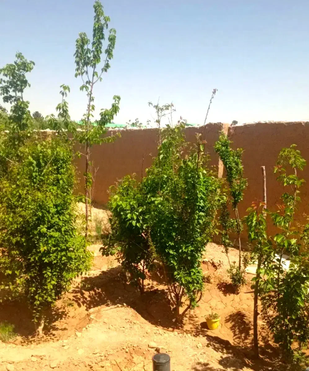باغ ۷۰۰ متر