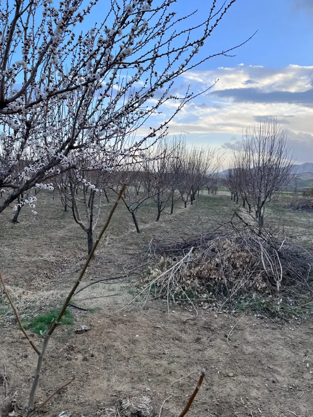 فروش یک قطعه زمین(باغ)۲ هزارمتری اطراف شهر