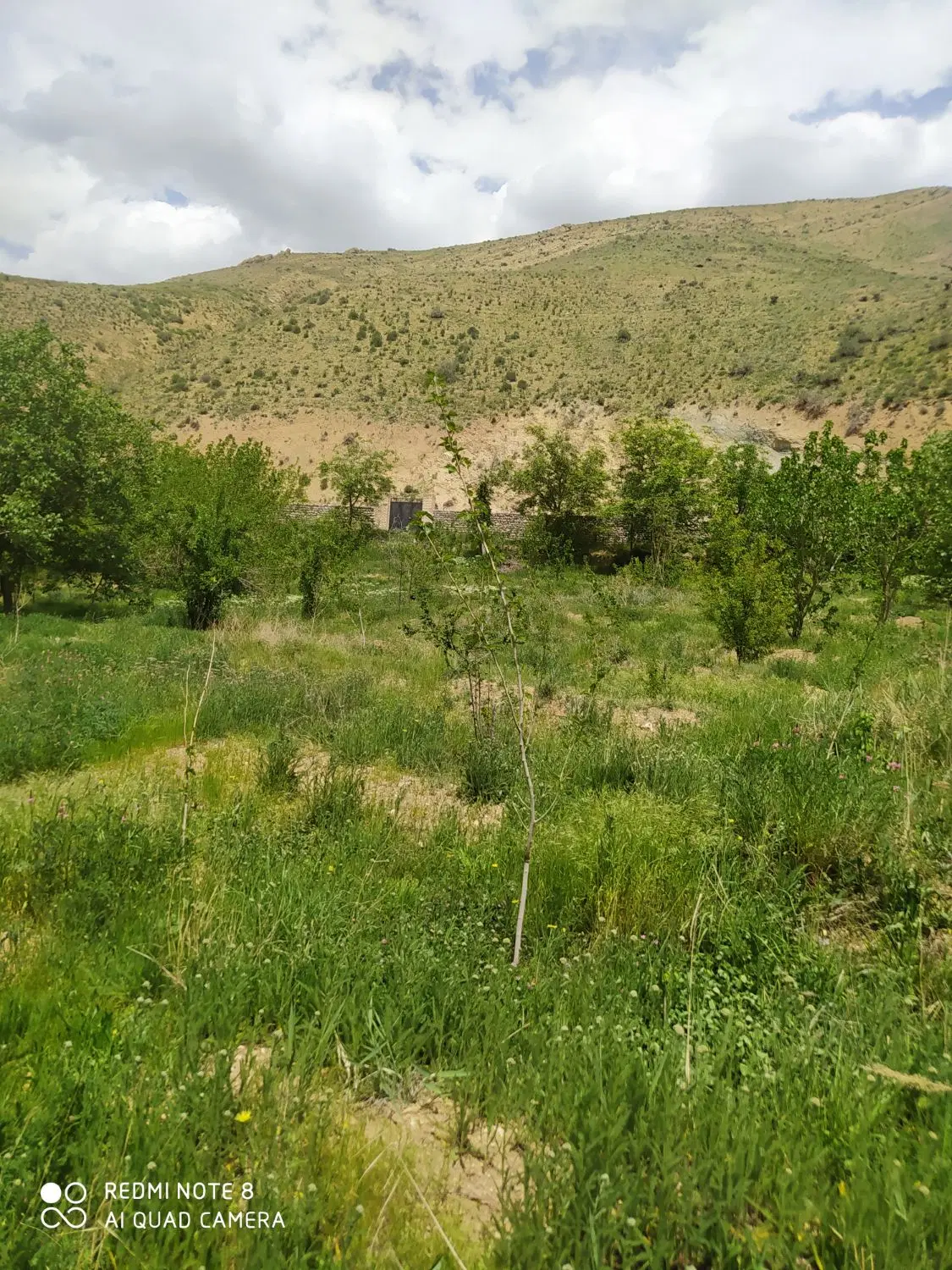 فروش باغ میوه با درختان گردو