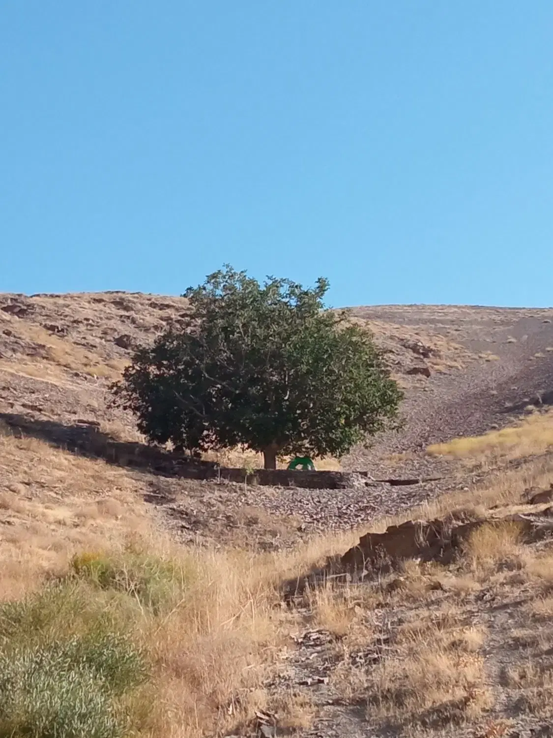 فروش زمین باغی