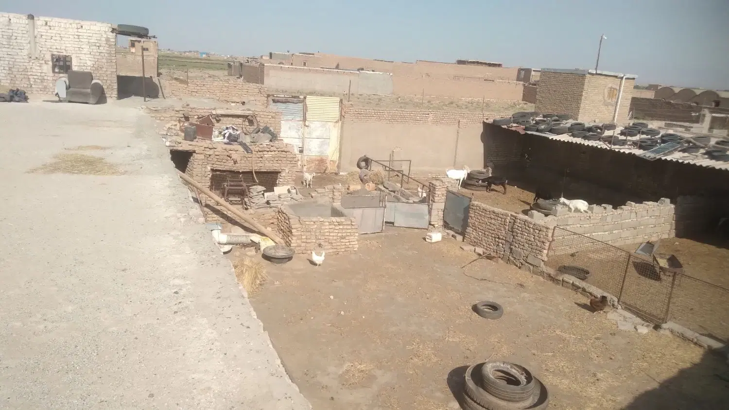 دامداری ۱۶۰۰۰