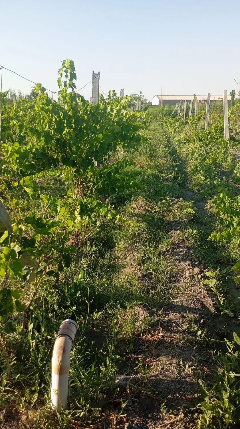 باغ الوان _ جاده شورکند روستای سلیم کندی تپه لر