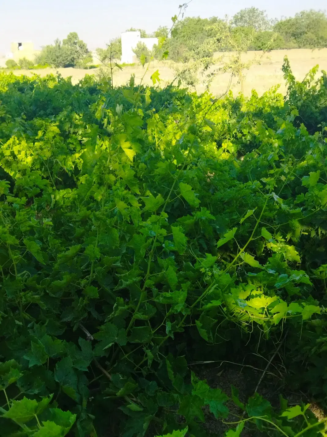فروش باغ انگور