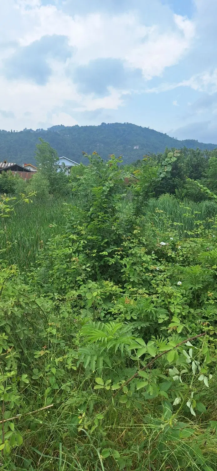 ۱۲۰۰مترمسکونی‌‌جاده لیلاکوه‌‌باپروانه