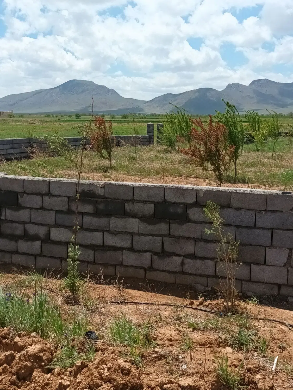 ۸۰۰متر زمین باغی در روستای محمود اباد