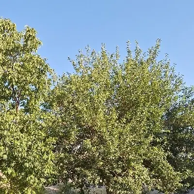 ۶۴۰ متر باغ شهریار
