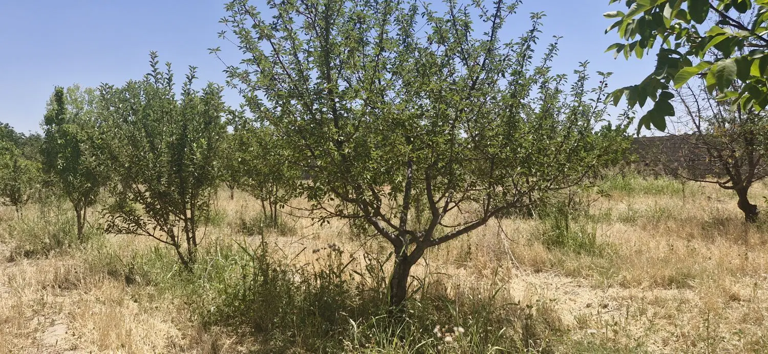 باغچه