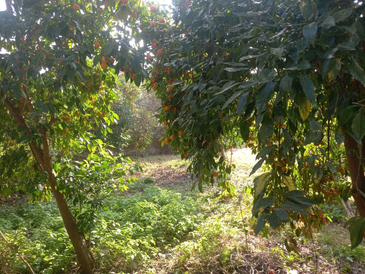 فروش زمین مسکونی