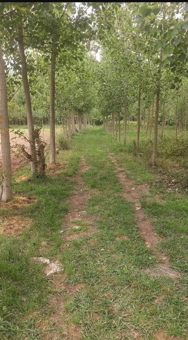 ۴۲۵مترزمین باغی داخل طرهادی