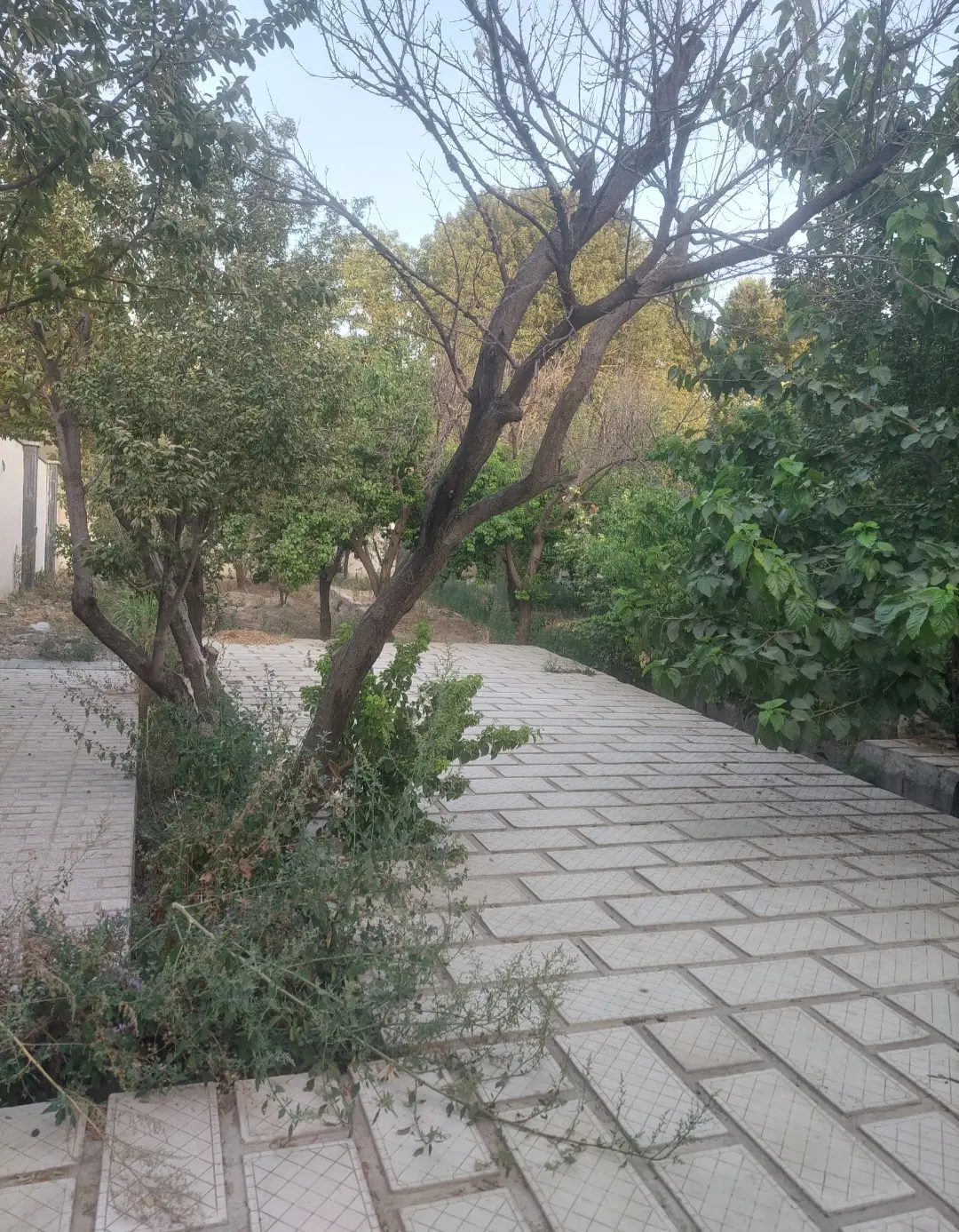 باغ ویلا ۷۰۰ متر شفیع آباد