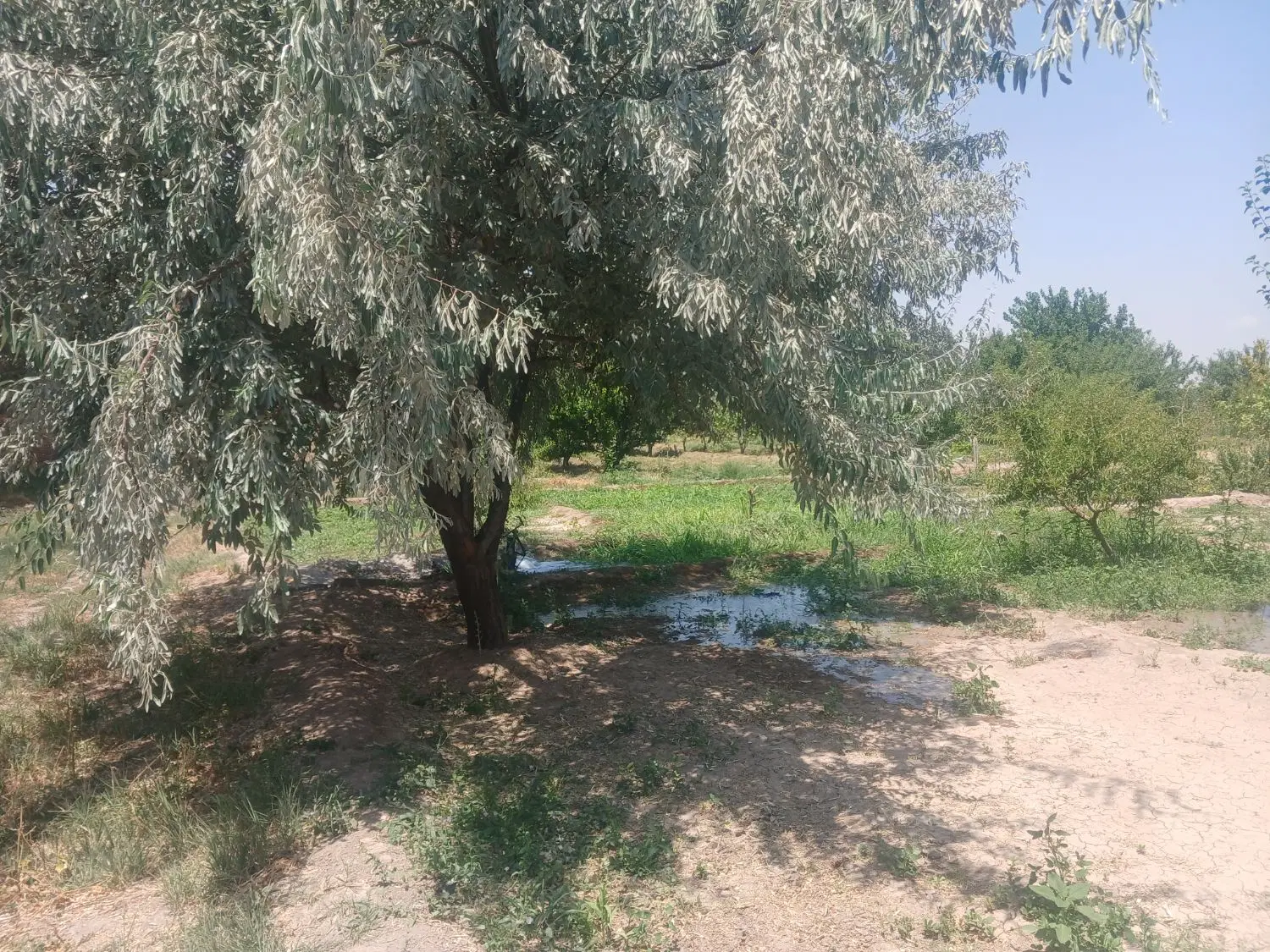 زمین ویلایی