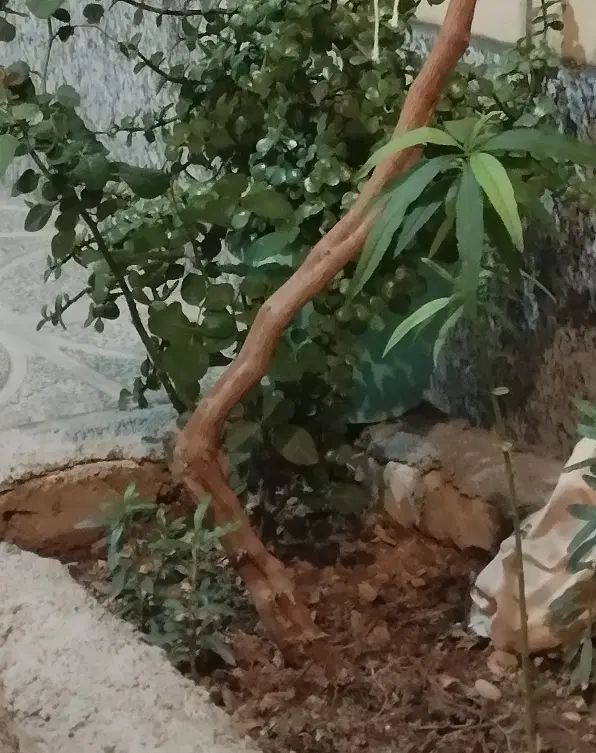 باغ
