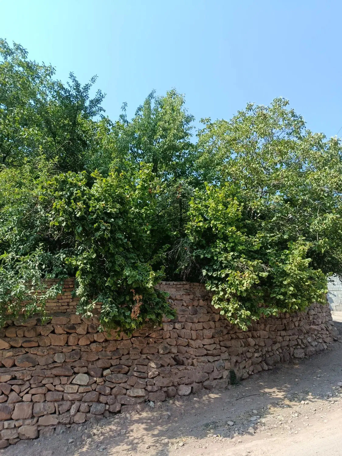 خانه باغ ویلایی الموت
