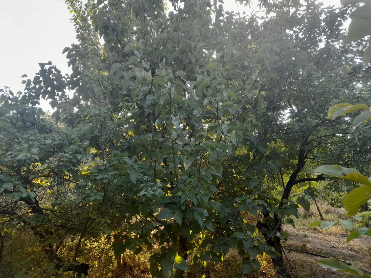 فروش باغ در طرح هادی