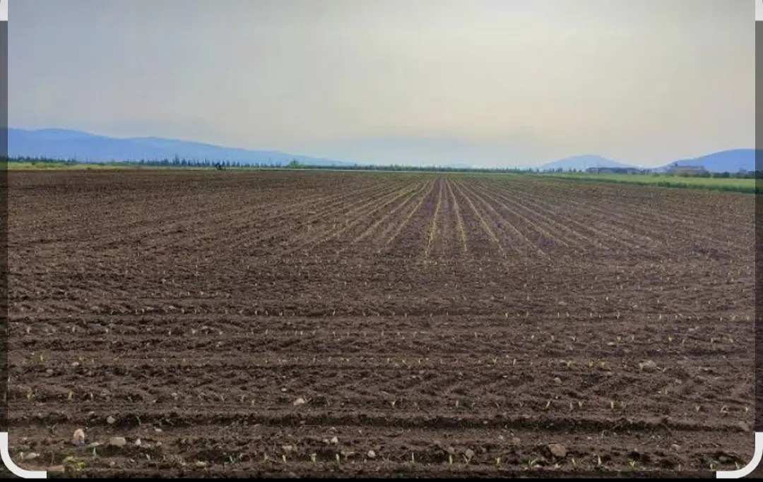 زمین کشاورزی