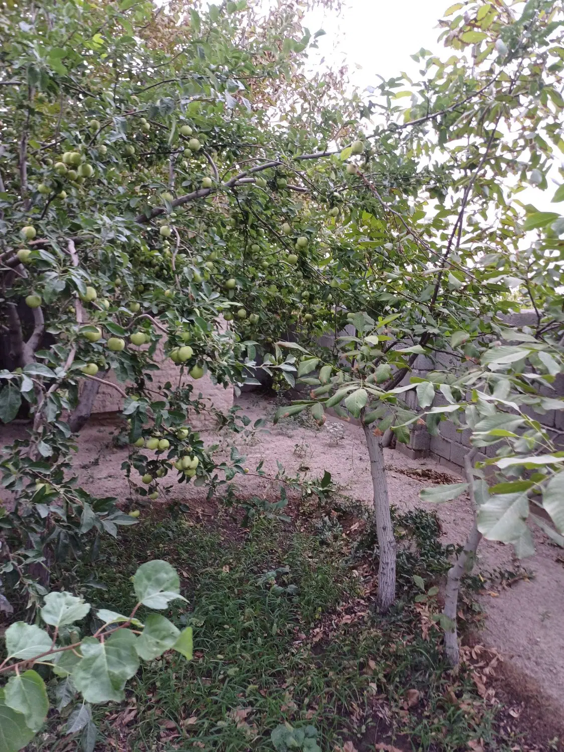 باغ ۲۹۰ متری در باغات اسفهلان