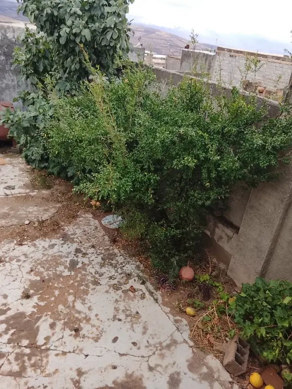 زمین و باغ