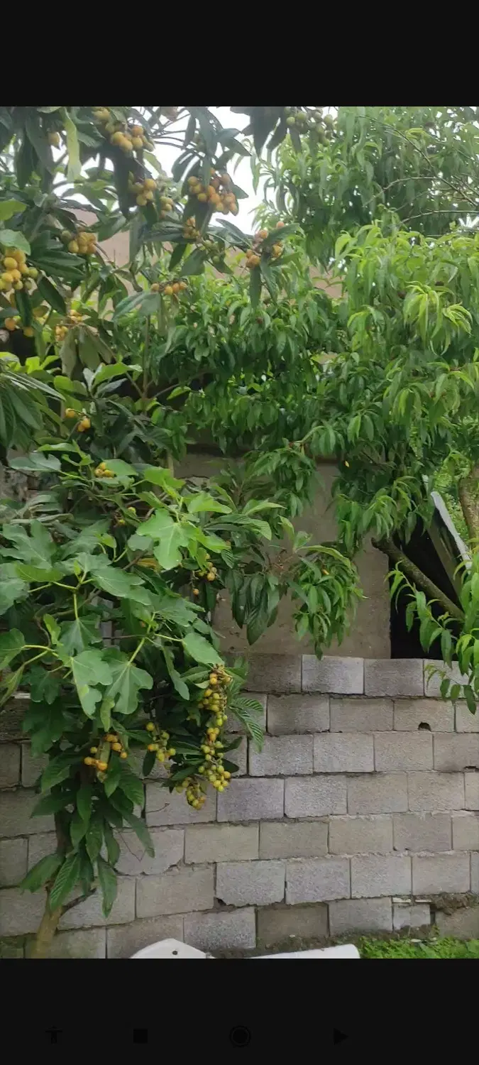 ویلا نیمه کاره رودبنه لاهیجان