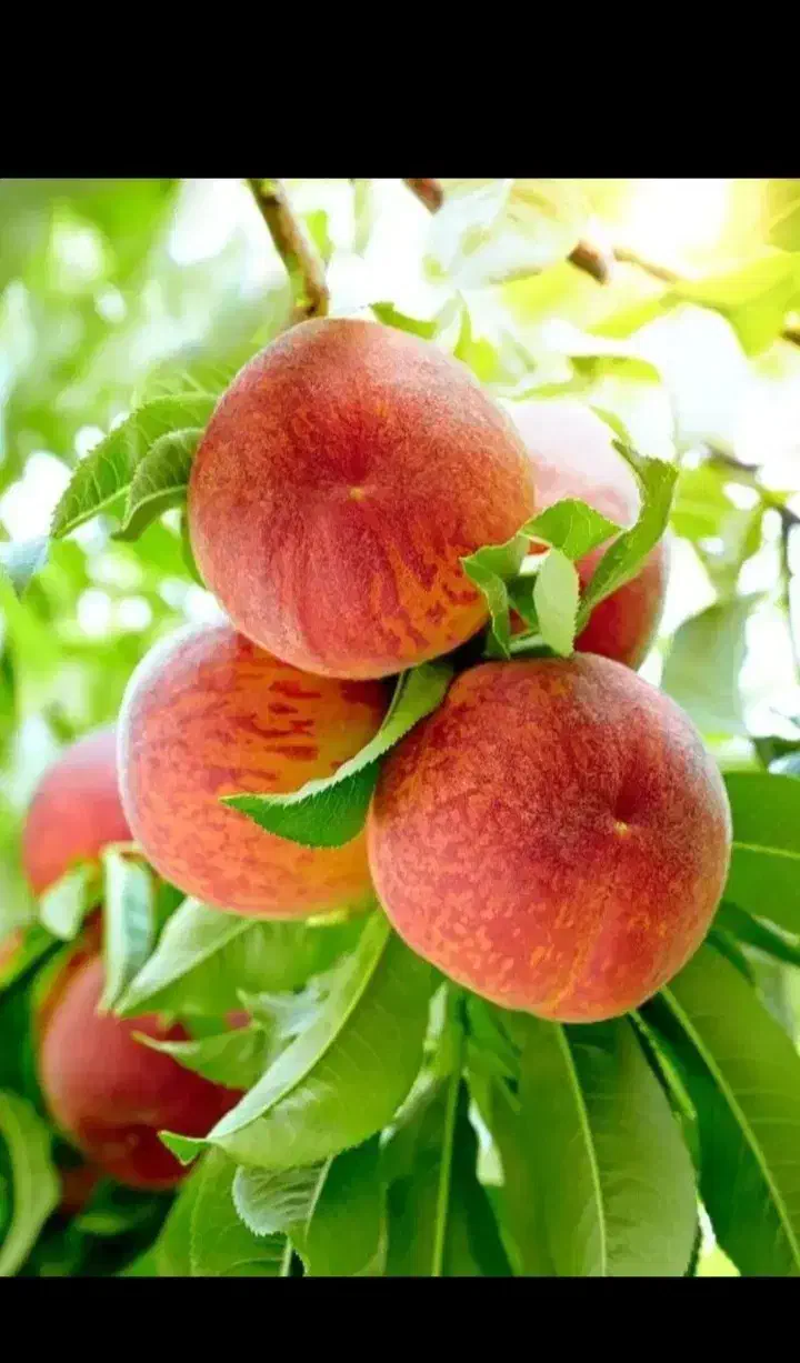 باغچه ۵۰۰‌متر‌ درختان ۸ ساله بزرگ انواع میوه