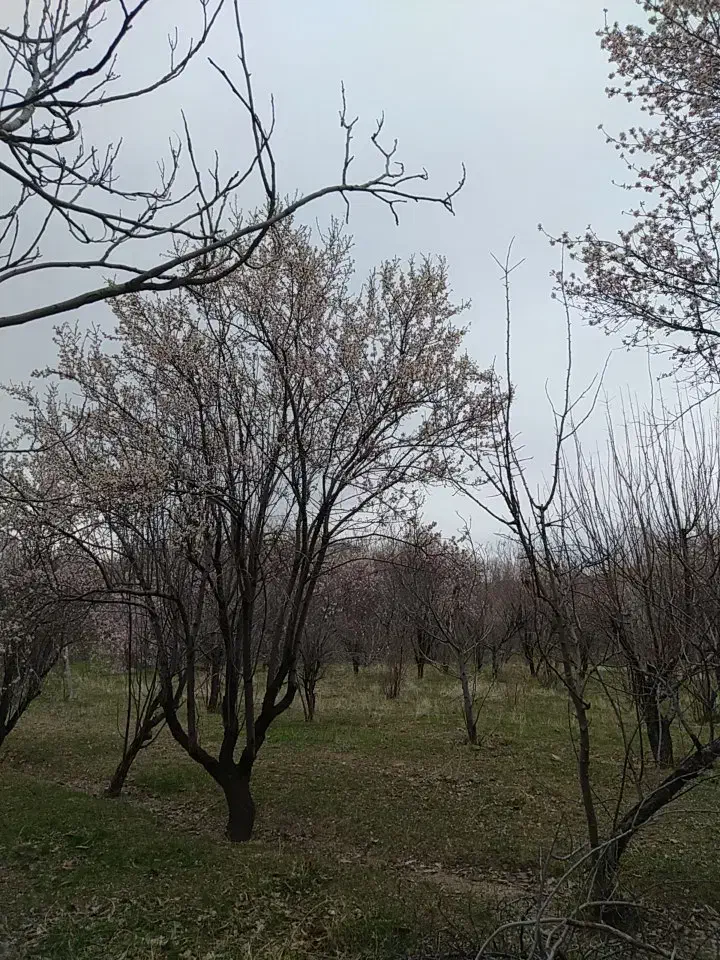 فروش باغ گردو