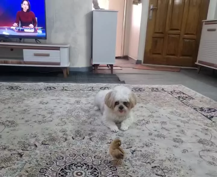 همخانه همخونه