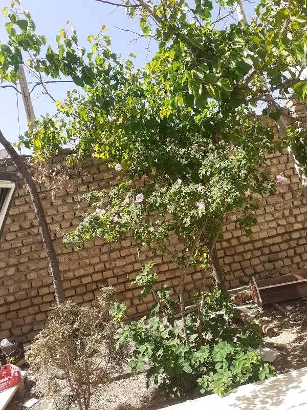 رهن در حافظیه
