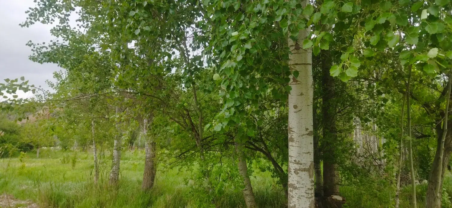 زمین باغی نوده چناران