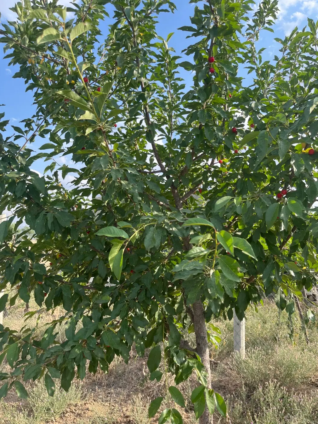زمین زراعی ( مناسب باغ)