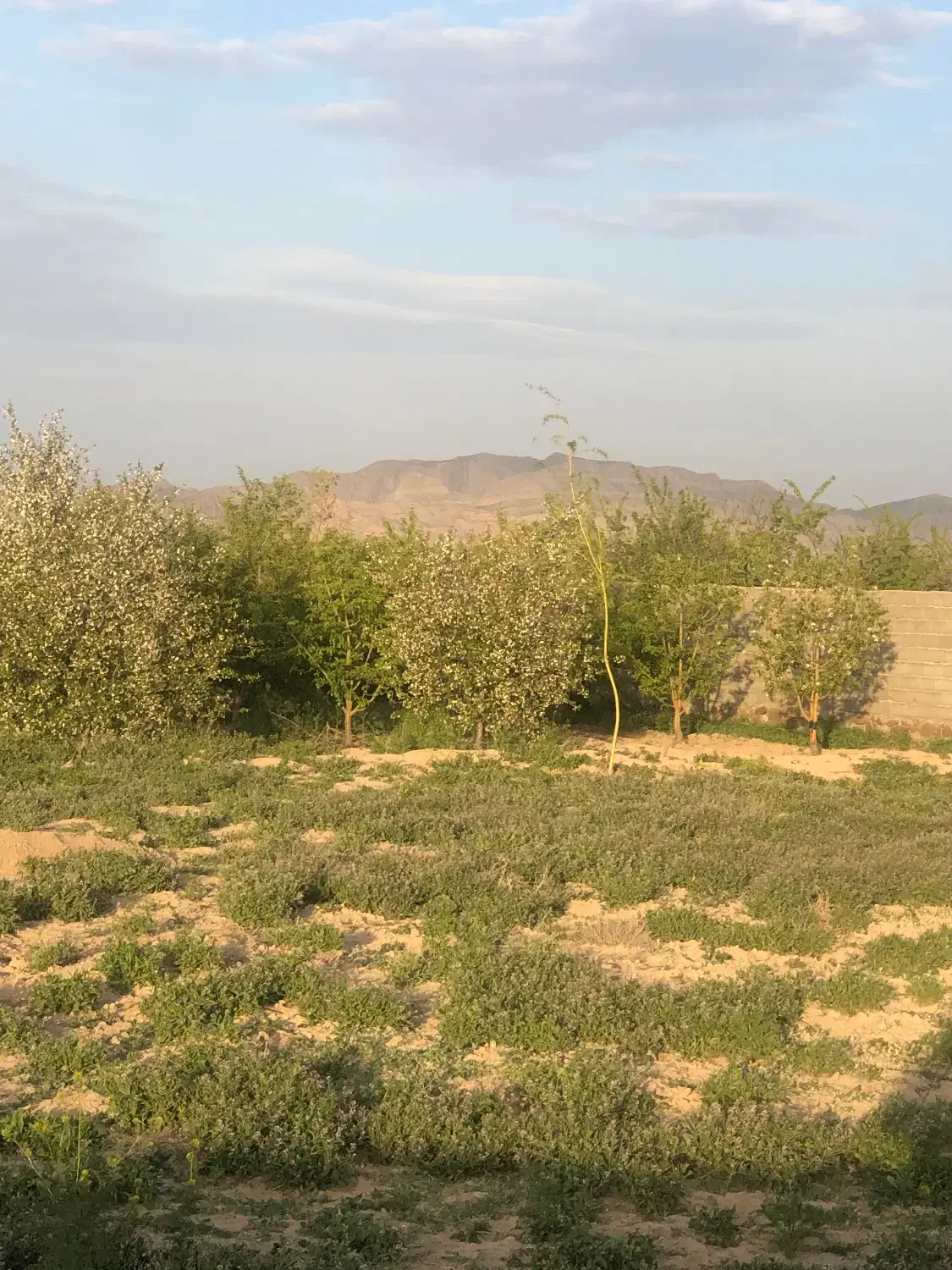 باغ متراژ ۱۰۰۰