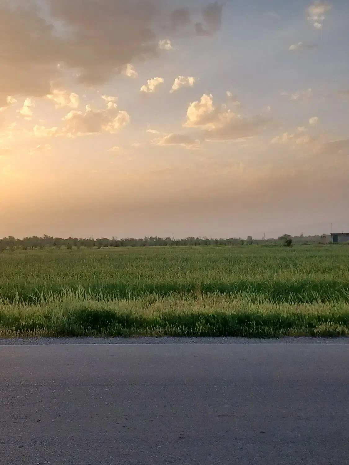 زمین کشاورزی با سهم آب چاه موتور