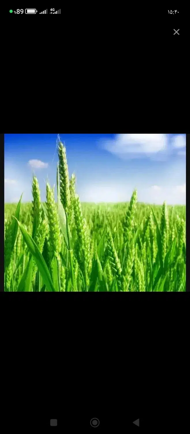 ۵هکتارزمین زراعی جاده بندرآق قلا