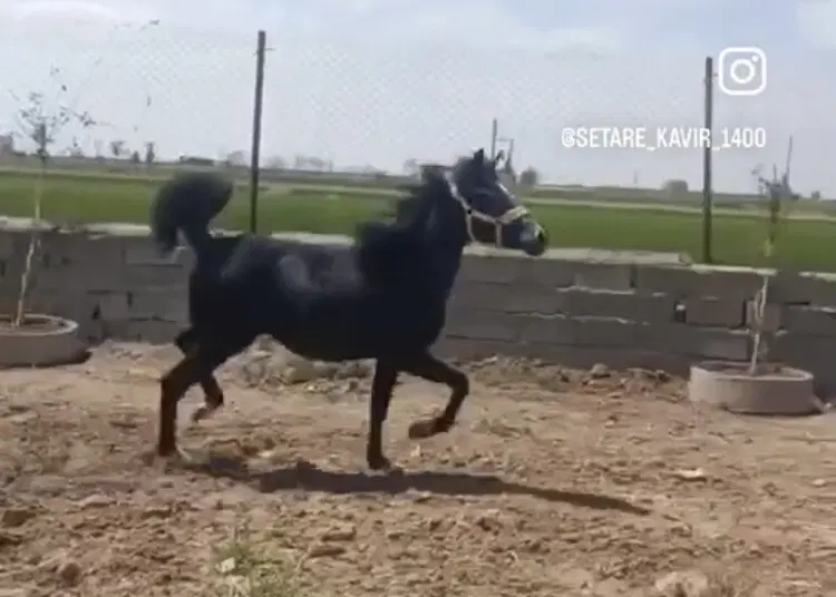 فروش و یا اجاره پرورش اسب