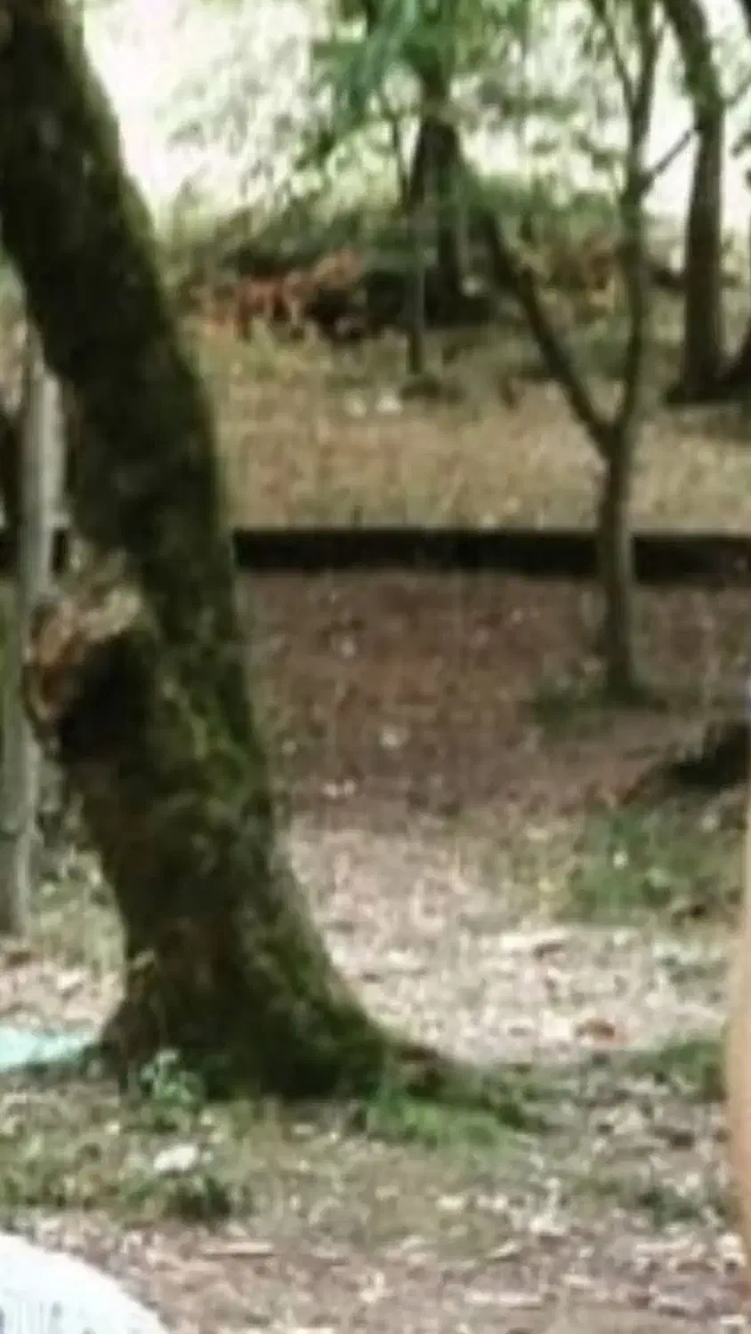 زمین باغ خانوادگی
