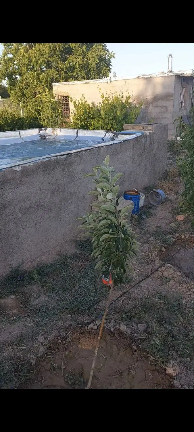 باغ نقلی