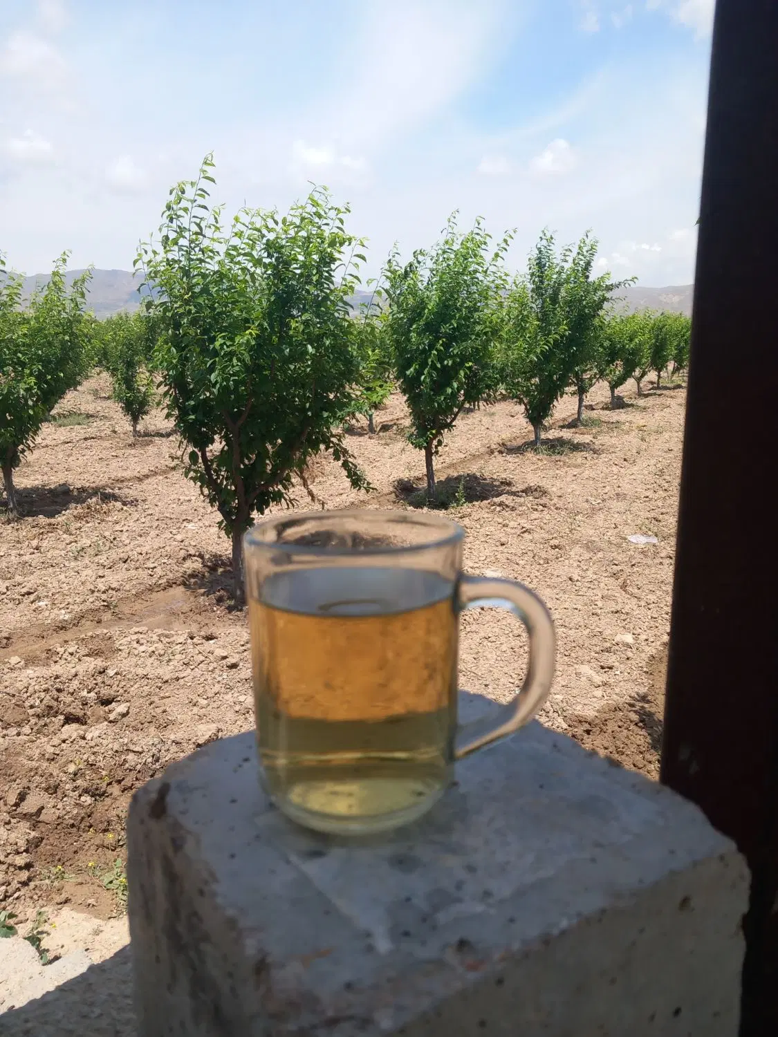 باغ فروشی۱۰۰۰متربه بالا