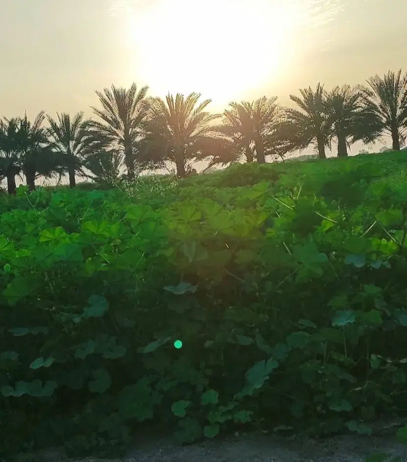 باغ ویلا زمین بهمنی میناب