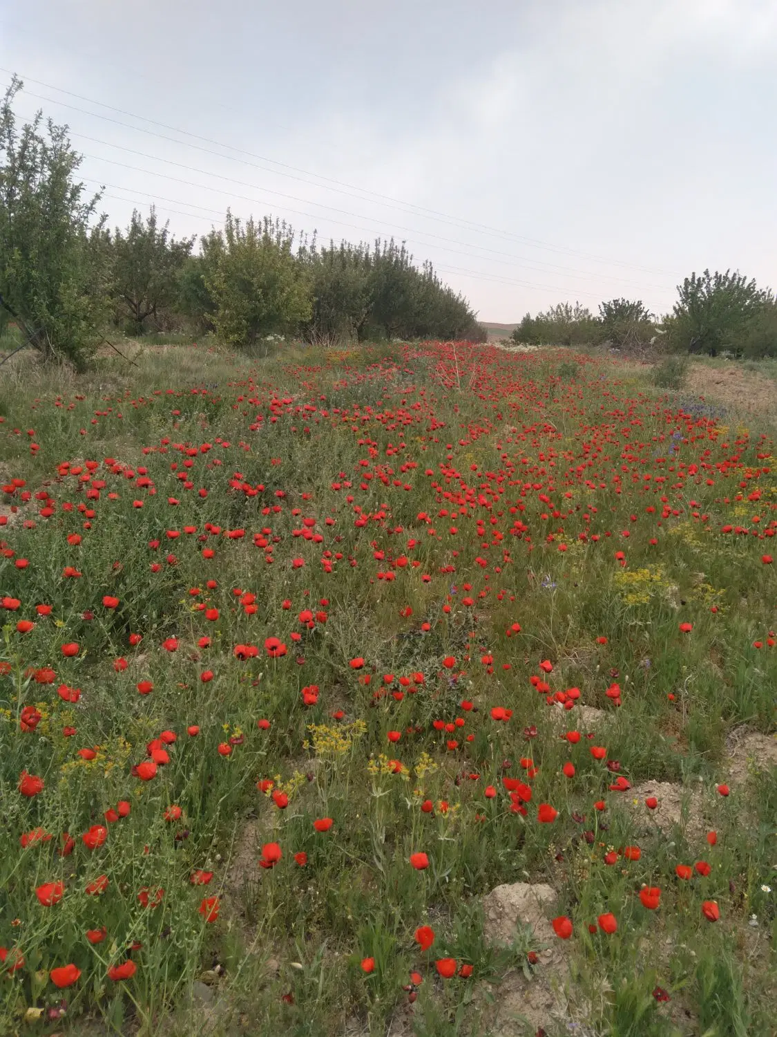 زمین مناسب باغ