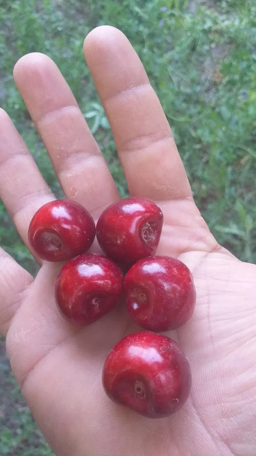 اجاره باغ گیلاس تکدانه