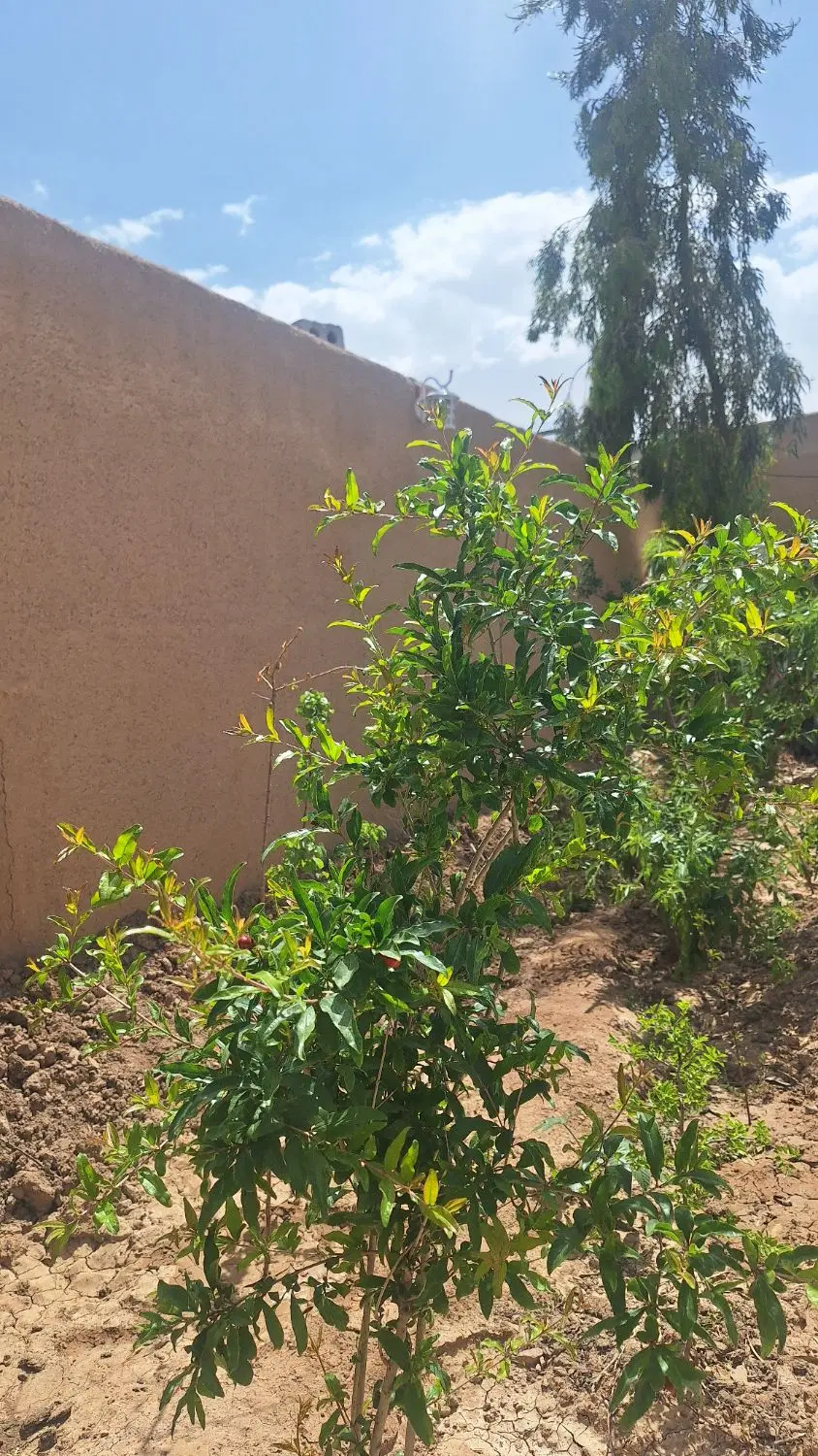 خونه باغ