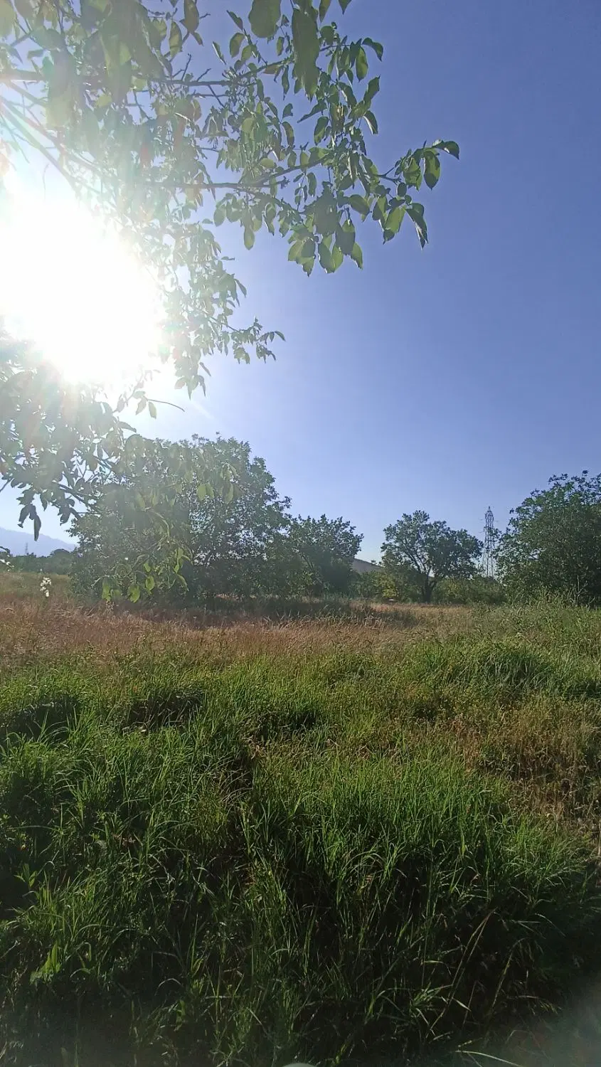 فروش باغ ( زمین )