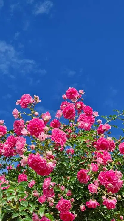 زمین باغچه زاویه فدک