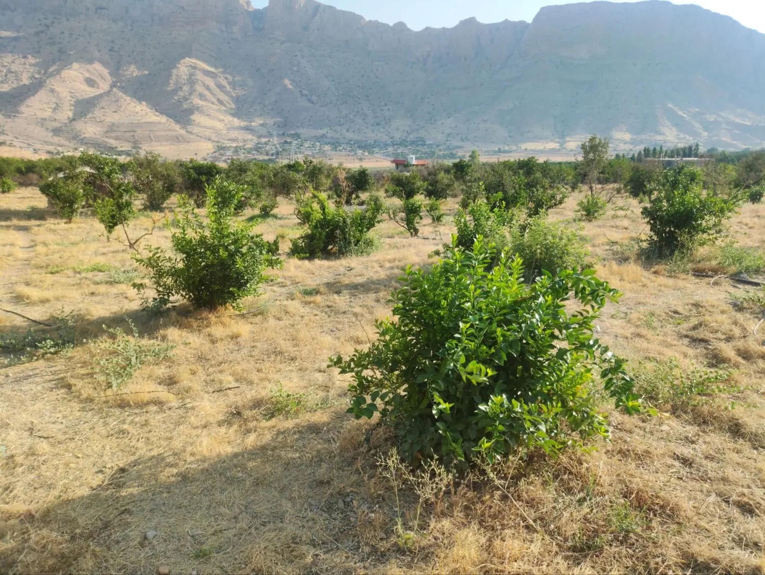 باغ  مرکبات نارنگی پرتقال