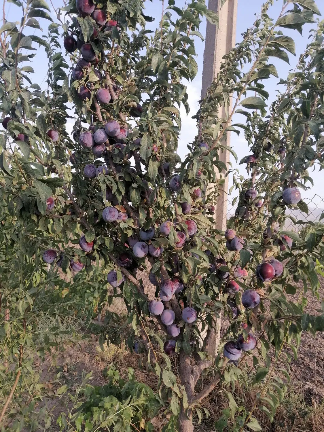 باغ فروشی