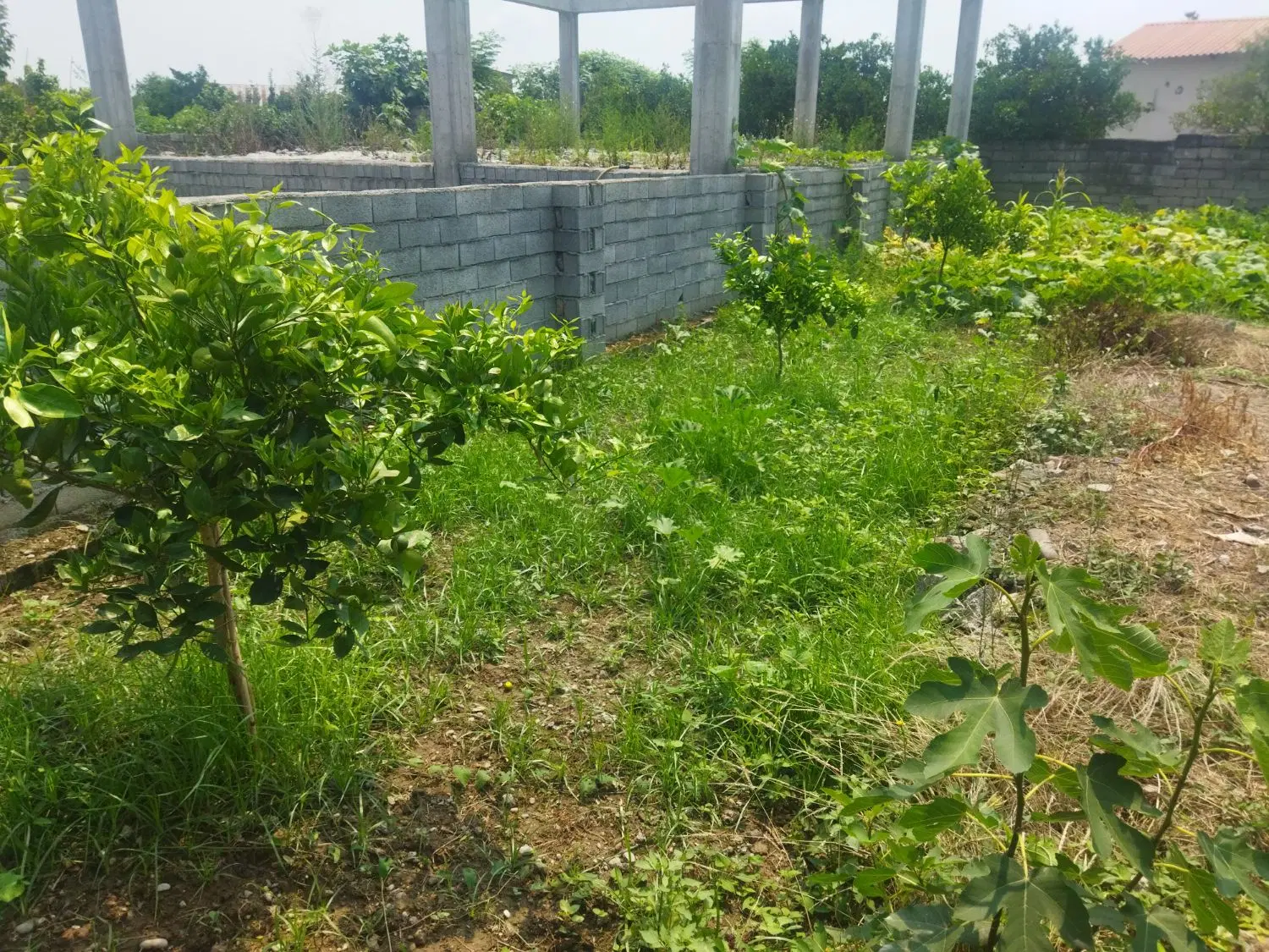 زمین مسکونی رزکنار