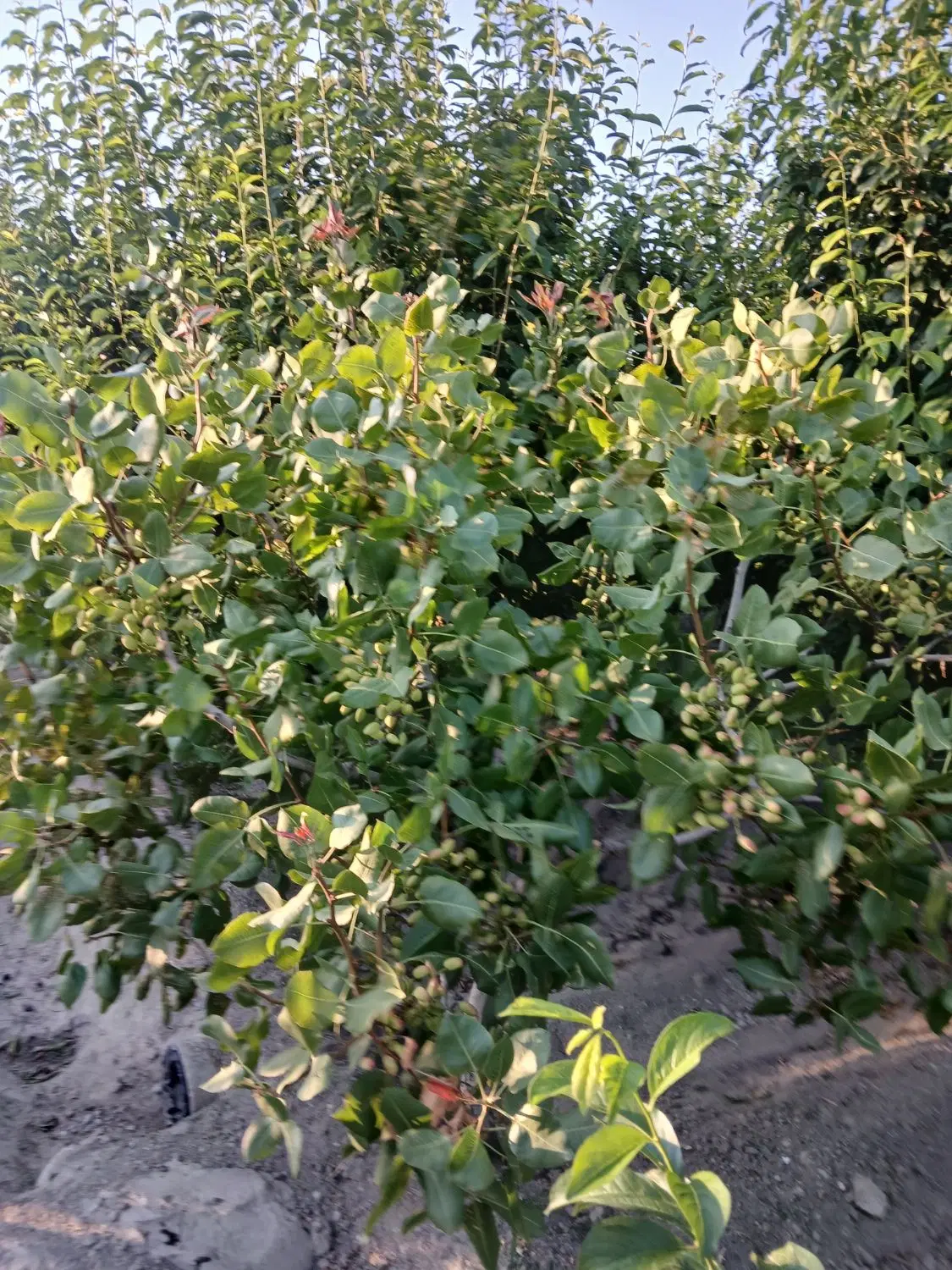 فروش باغچه